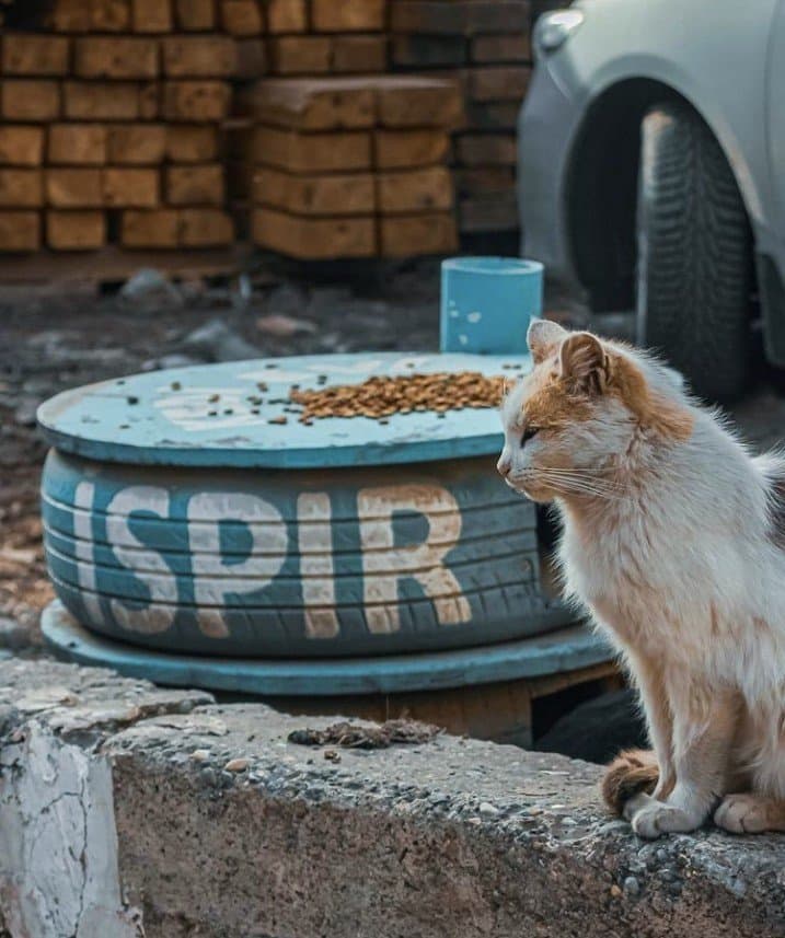 Bilal Ç. — çalışma 1