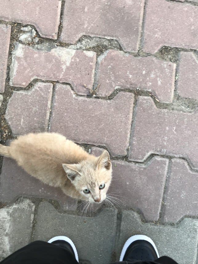 Buse M. — çalışma 4