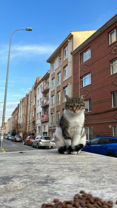 Büşra Y. — çalışma 1