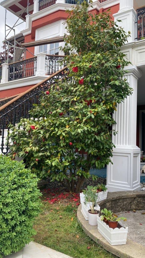 Cafer Ş. — çalışma 7