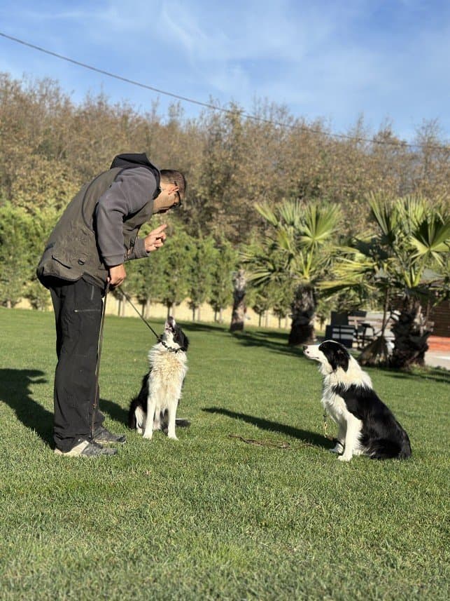 Denizhan Ö. — çalışma 7