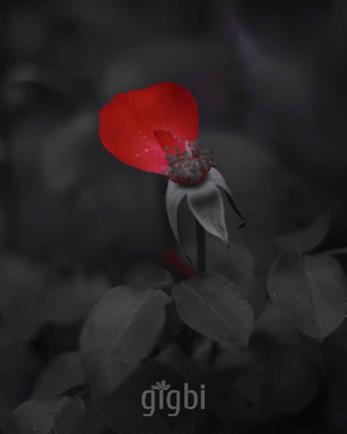 Dilaver F. — çalışma 3