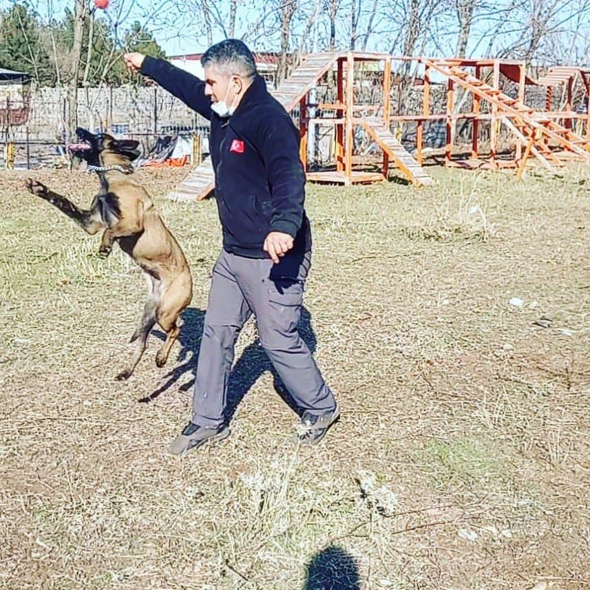 Köpek E. — çalışma 1