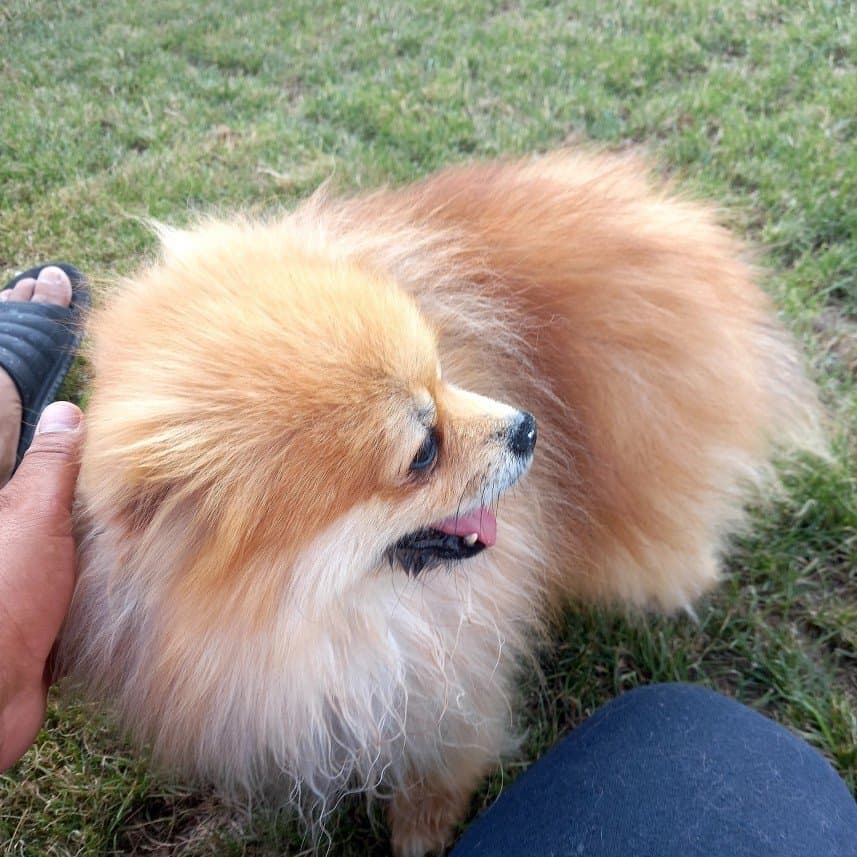 Köpek E. — çalışma 3