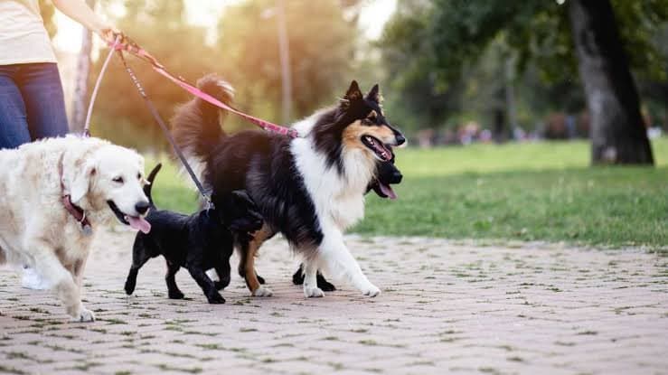 Dog W. — çalışma 2