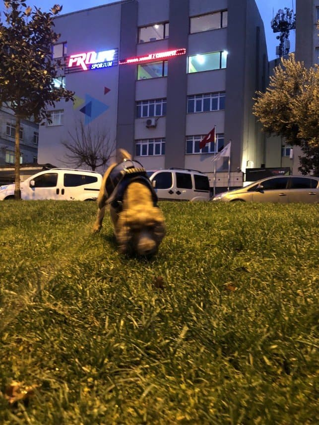 Dog W. — çalışma 5