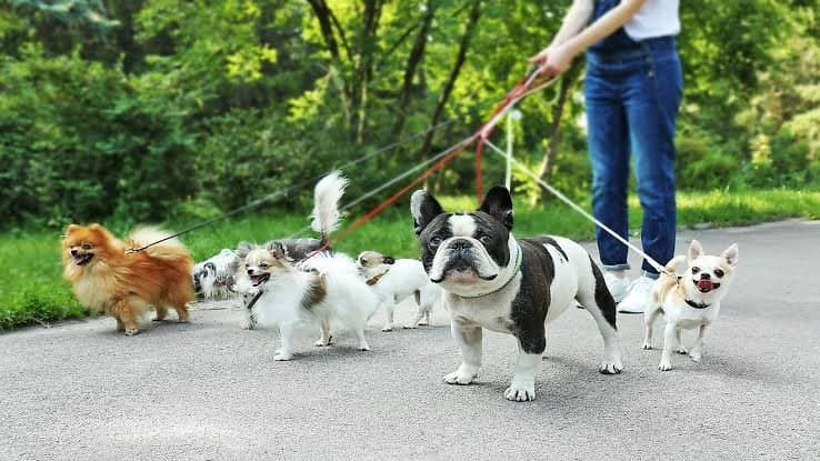 Dog W. — çalışma 6
