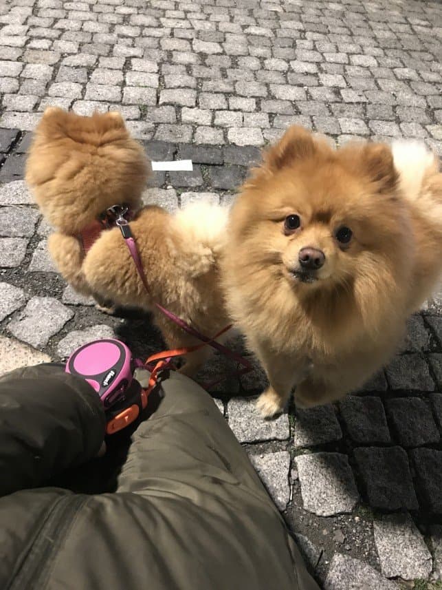 Dogwalker — çalışma 1