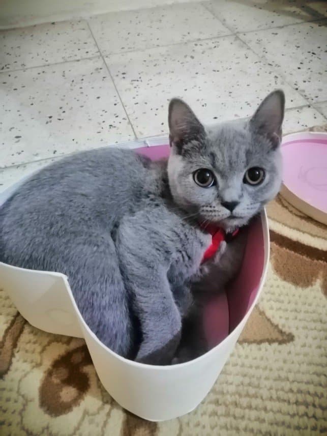 Filiz A. — çalışma 4