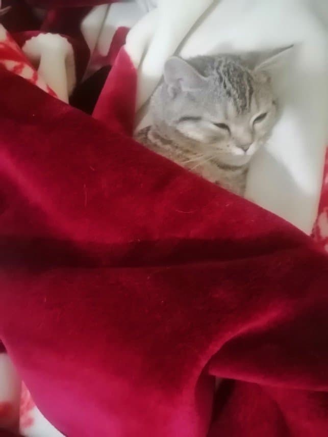 Filiz A. — çalışma 6