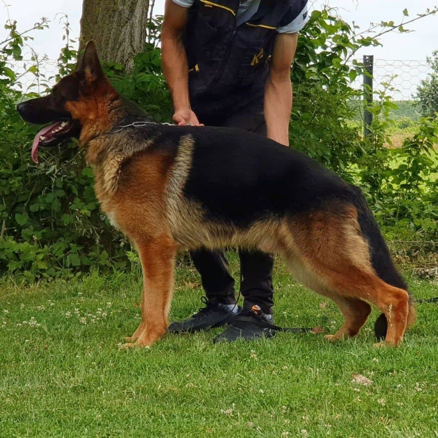 K9 S. — çalışma 5