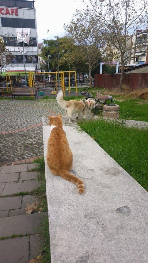 Hasan Ş. — çalışma 2