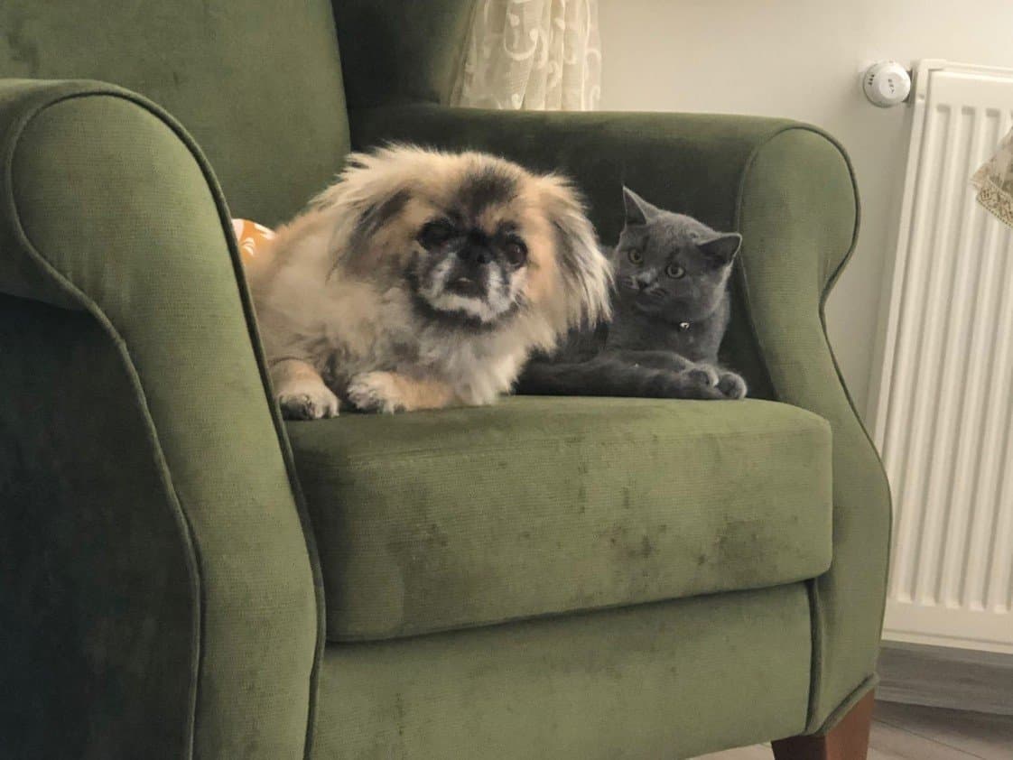Hazal Ş. — çalışma 2