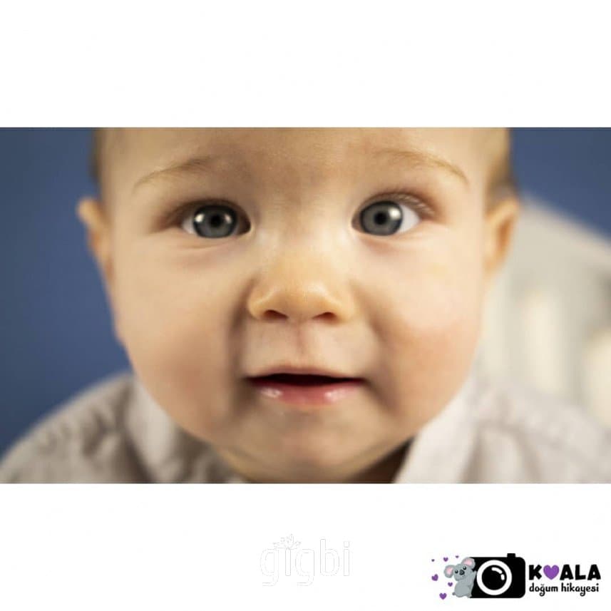 Koala H. — çalışma 1