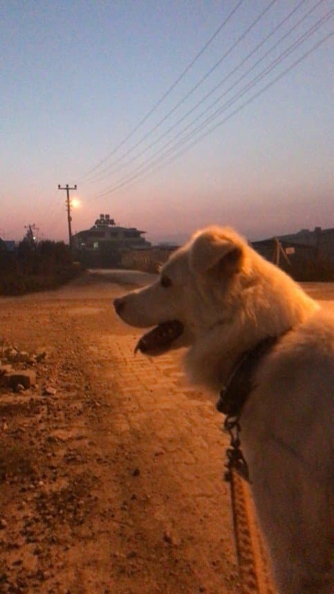Koray T. — çalışma 2