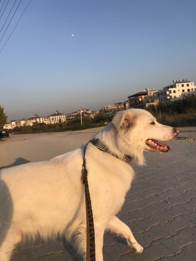 Koray T. — çalışma 4