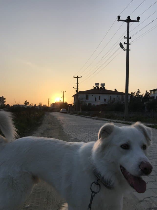 Koray T. — çalışma 5