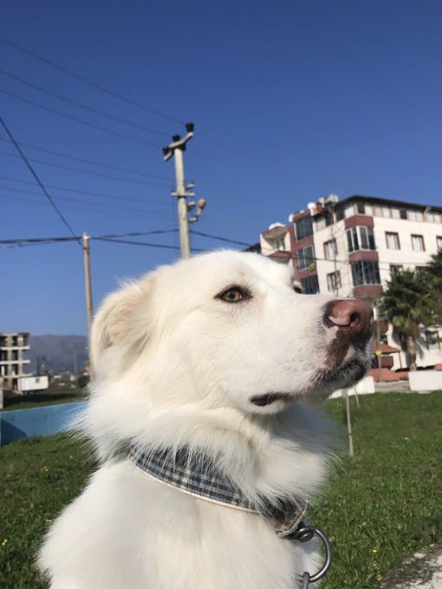 Koray T. — çalışma 7