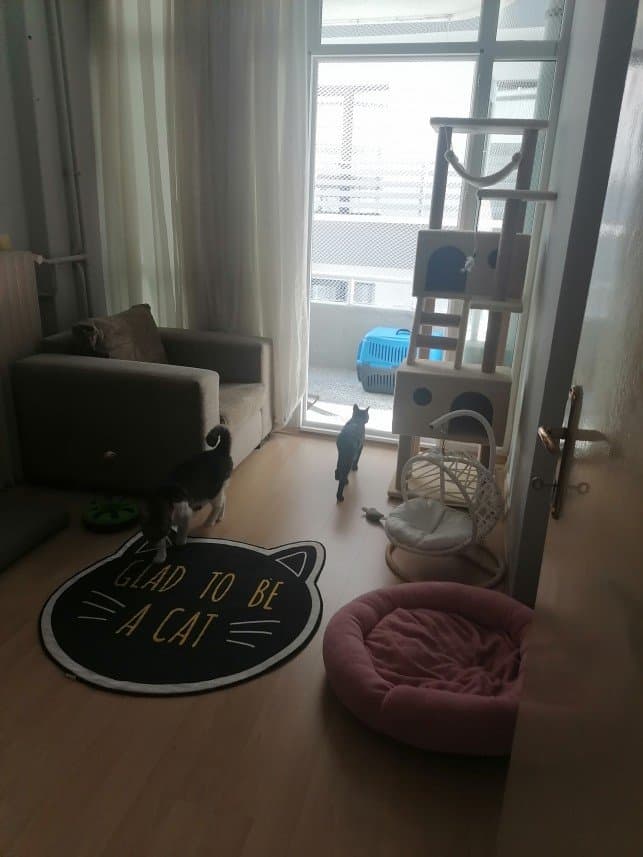 Ladin Y. — çalışma 5