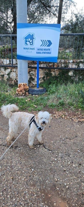 Mavi V. — çalışma 8