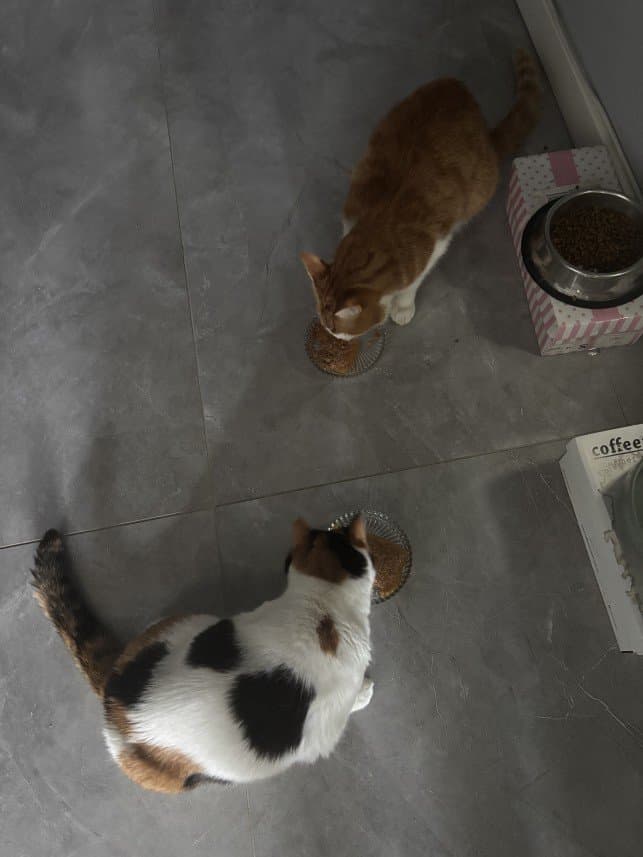 Mehriye A. — çalışma 6