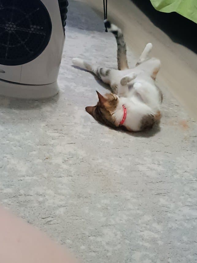 Melisa S. — çalışma 1
