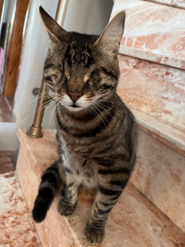 Merva — çalışma 2