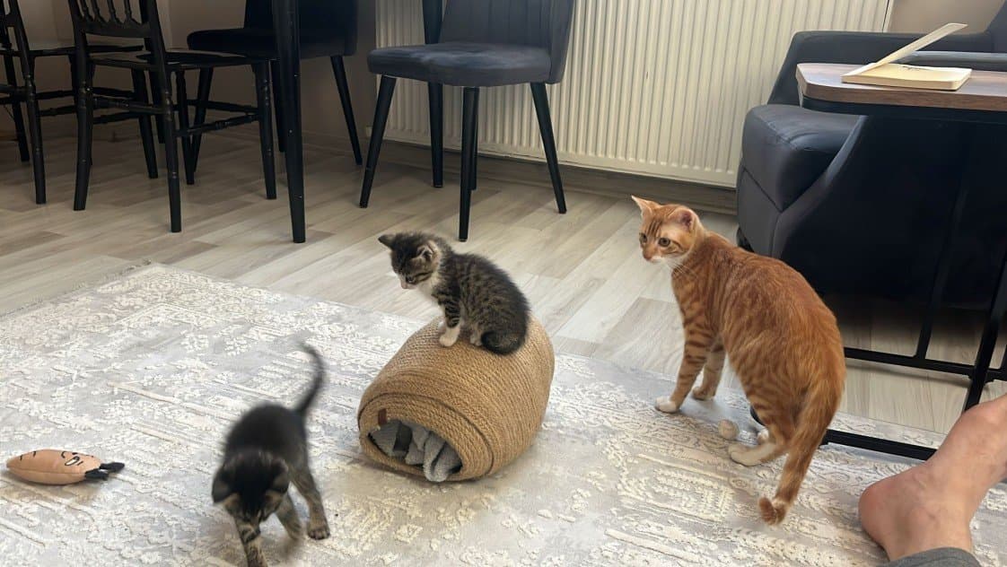 Merve İ. — çalışma 1