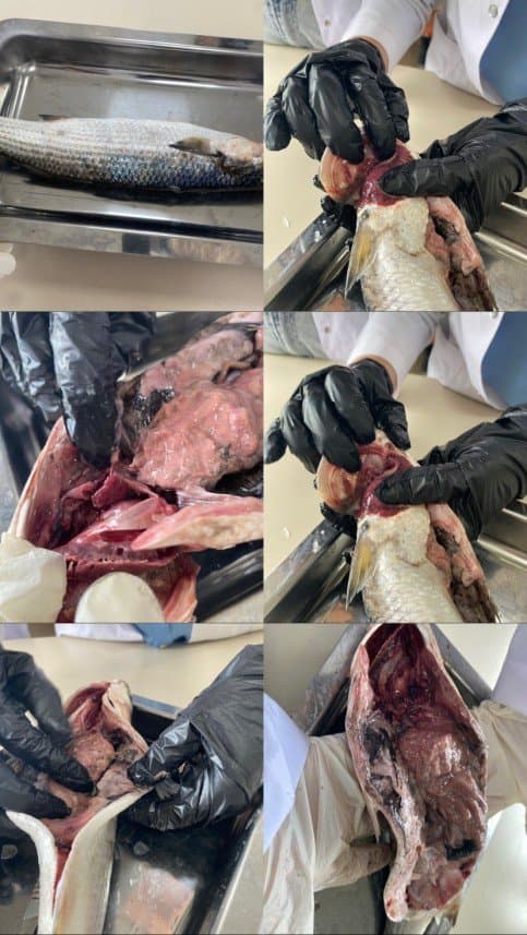 Meryem Ö. — çalışma 4