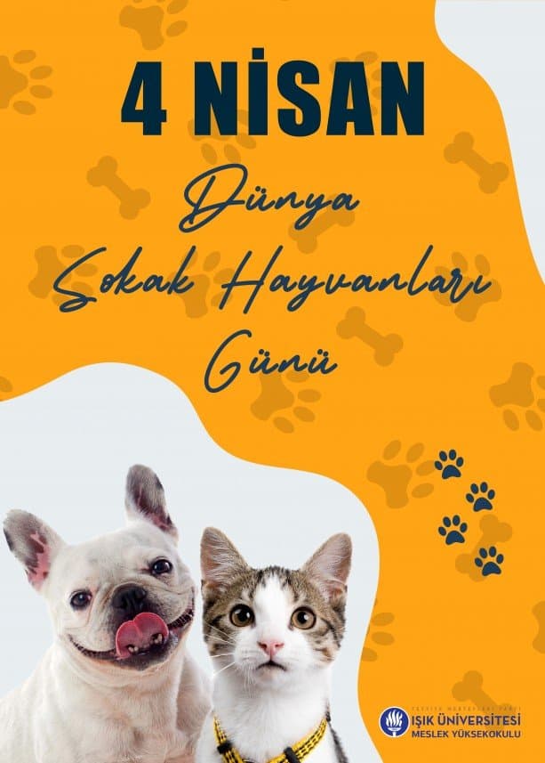 Mustafa B. — çalışma 5