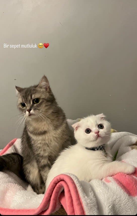 Neslihan Y. — çalışma 5
