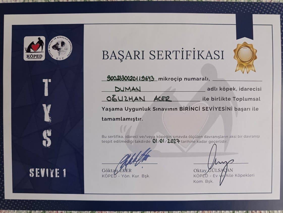 Oğuzhan A. — çalışma 2