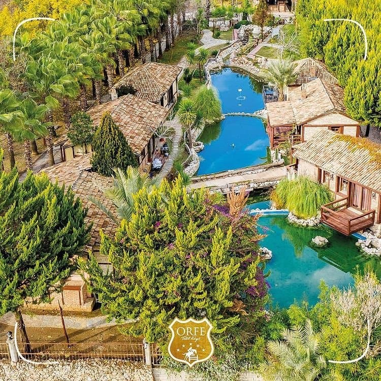 Orfe K. — çalışma 1
