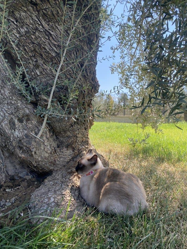Öykü Y. — çalışma 1