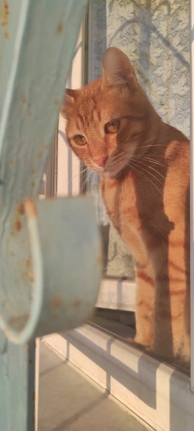 Perihan Ö. — çalışma 1