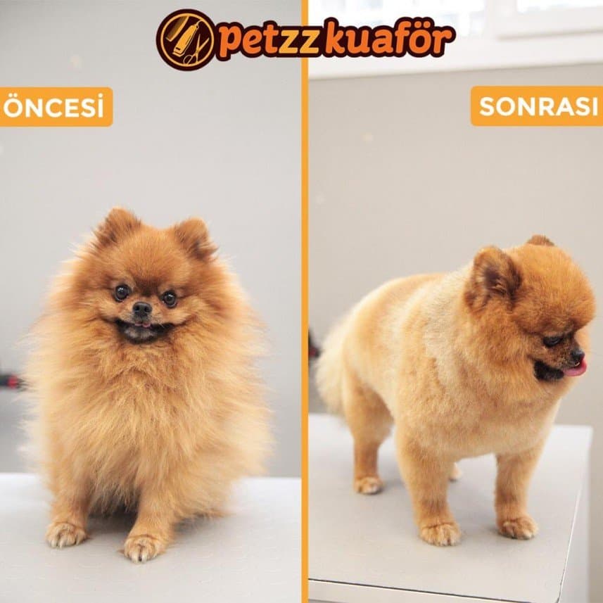 Petzz K. — çalışma 2