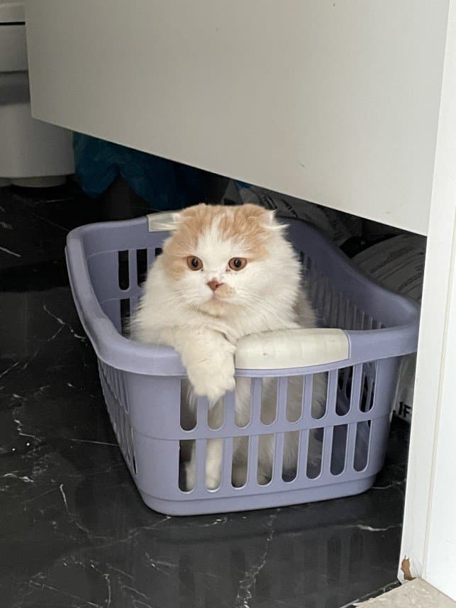 Pınar A. — çalışma 4