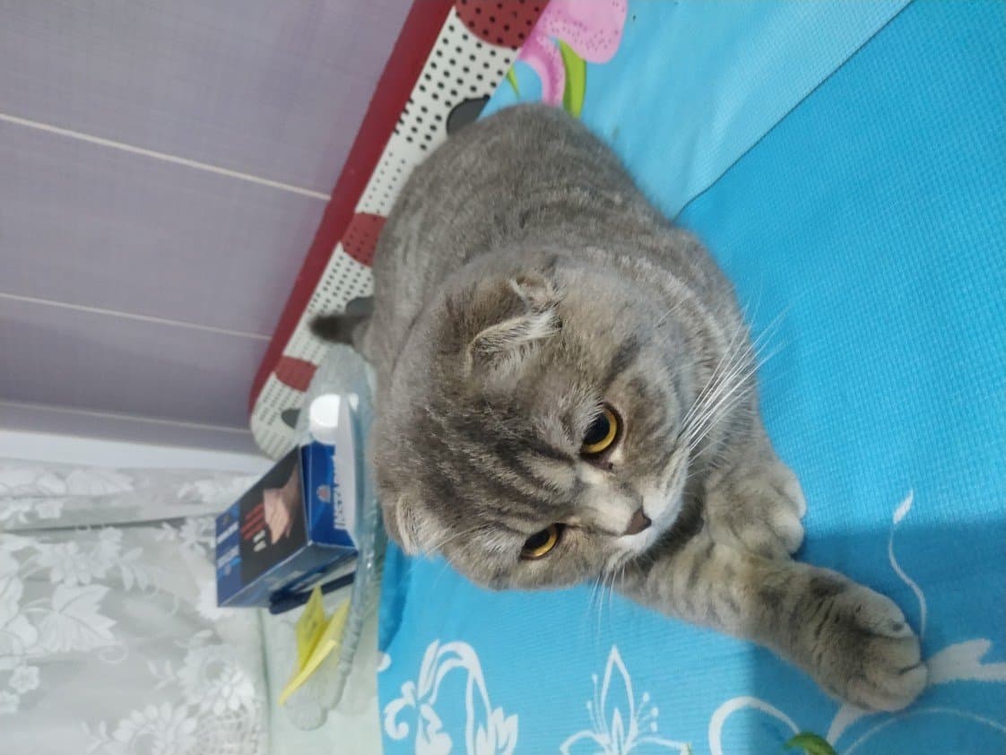 Pisi O. — çalışma 3