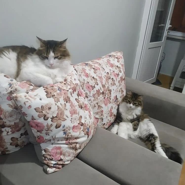 Pisi O. — çalışma 6