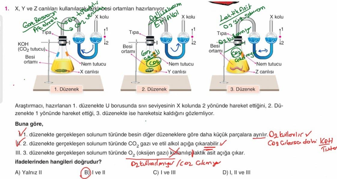 Sefa B. — çalışma 8