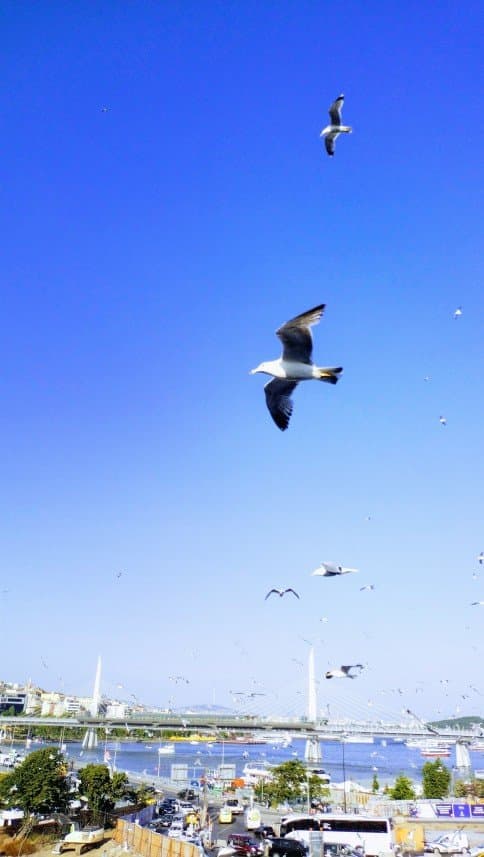 Serkan P. — çalışma 8