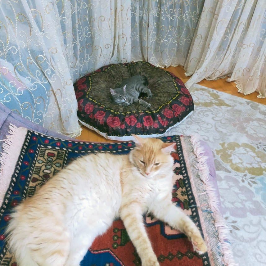 Sultan E. — çalışma 2