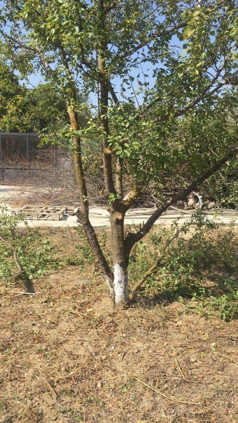 Tanju Y. — çalışma 7