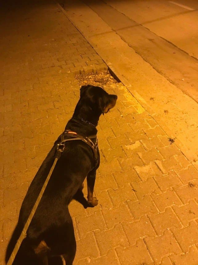 Toprak T. — çalışma 2