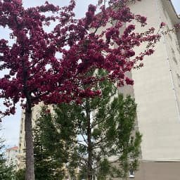 Aysu Ü. profil fotoğrafı