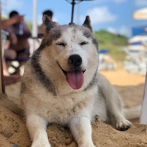 Dog W. profil fotoğrafı