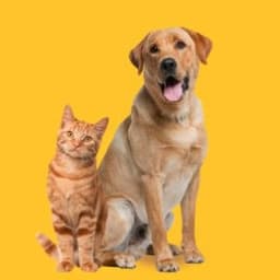 Patili B. profil fotoğrafı