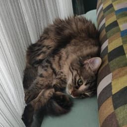 Gizem Ö. profil fotoğrafı