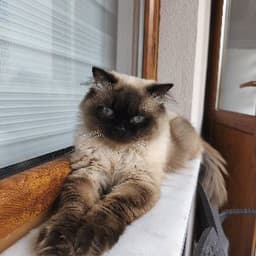 Gül A. profil fotoğrafı