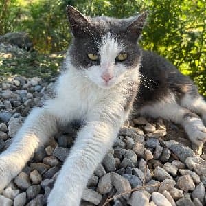 Güldem G. profil fotoğrafı